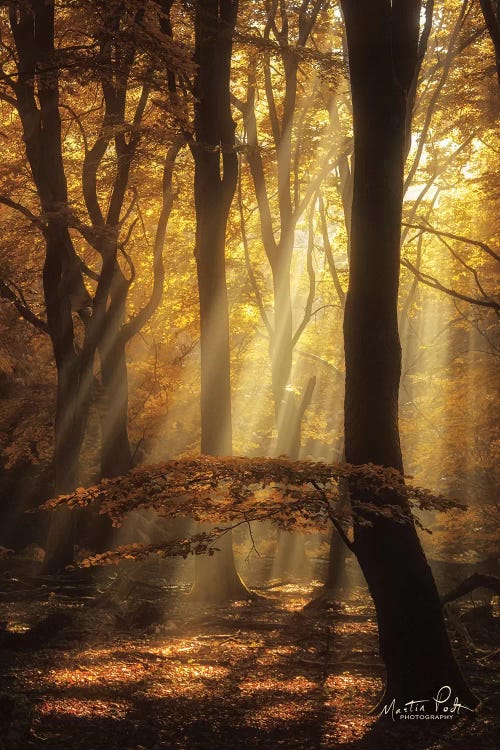 The Umbrella by Martin Podt wall art