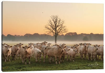 Just Come Cows And A Dead Tree Canvas Art Print - Martin Podt