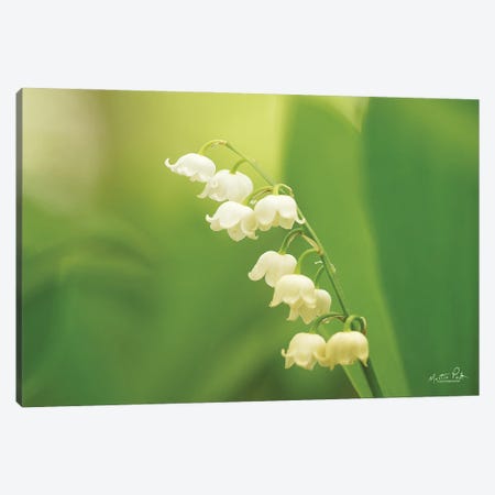 Lily Of The Valley Canvas Print #MPO127} by Martin Podt Art Print