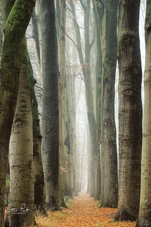 Narrow Alley In The Netherlands by Martin Podt wall art