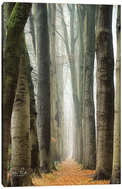Narrow Alley In The Netherlands Canvas Art Print - Martin Podt