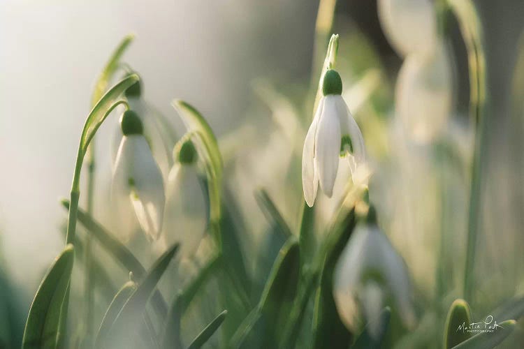 Snowdrops