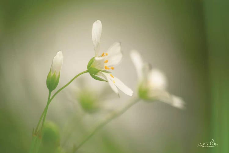 Stellaria by Martin Podt wall art