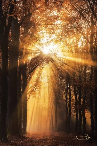 Martin Podt: Sunburst by Martin Podt