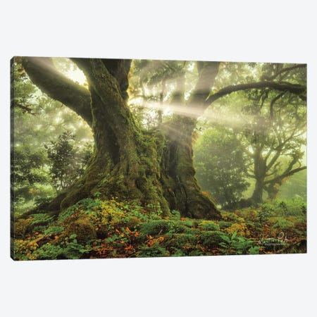One-Two Tree   Canvas Print #MPO146} by Martin Podt Canvas Print