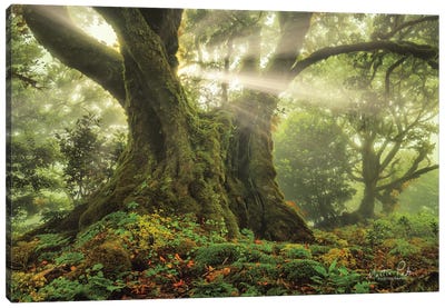 One-Two Tree   Canvas Art Print - Martin Podt