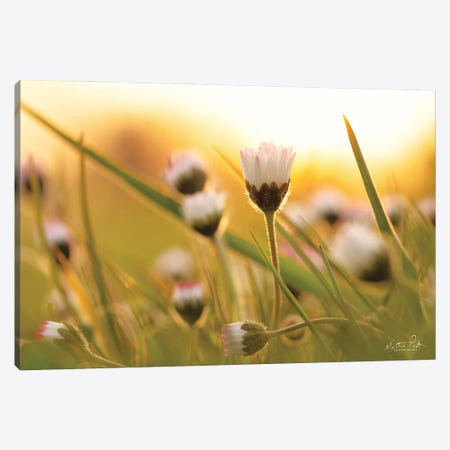 Daisy At Sunset Canvas Print #MPO151} by Martin Podt Canvas Art Print