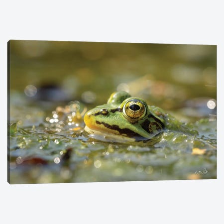 Frog Canvas Print #MPO152} by Martin Podt Canvas Art Print