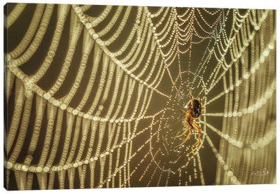 The Spider And Her Jewels Canvas Art Print - Spider Webs