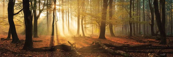 Netherlands: Speulderbos Panorama by Martin Podt