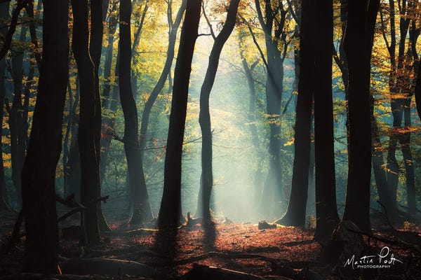Martin Podt: Forest Blues by Martin Podt