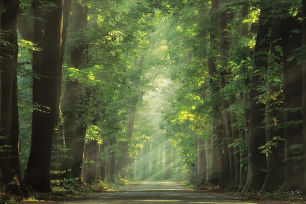 Martin Podt: Bright Lights by Martin Podt