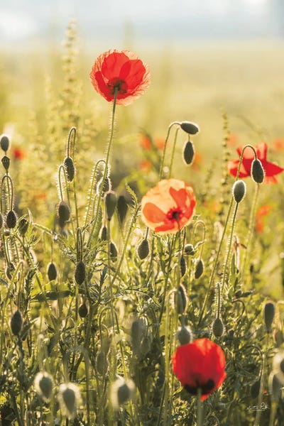 Poppy Field II by Martin Podt framed canvas print