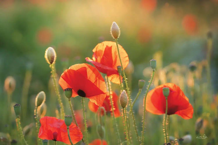 Poppy Field III