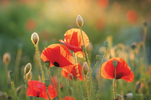 Poppies: Poppy Field III by Martin Podt