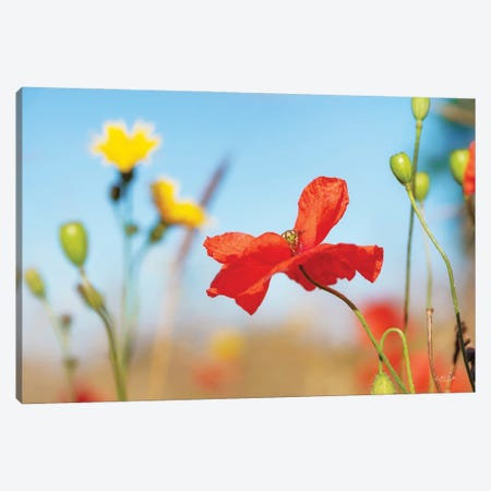 Summer Flowers Canvas Print #MPO206} by Martin Podt Canvas Wall Art