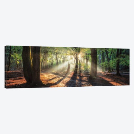 Sun Rays In the Forest I Canvas Print #MPO207} by Martin Podt Canvas Artwork