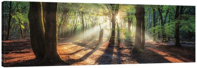 Sun Rays In the Forest I Canvas Art Print - Martin Podt