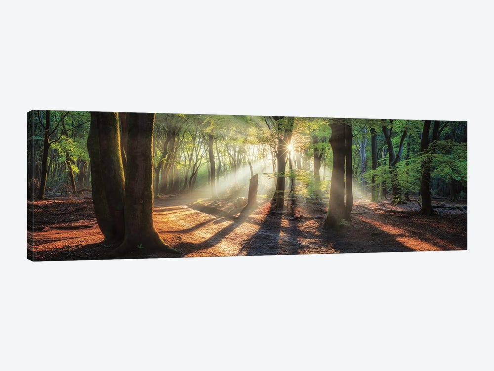 Sun Rays In the Forest I by Martin Podt 1-piece Canvas Art Print