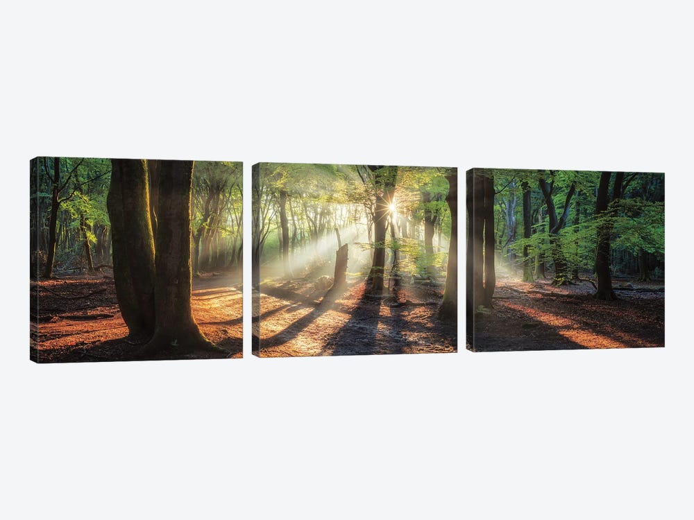 Sun Rays In the Forest I by Martin Podt 3-piece Canvas Print