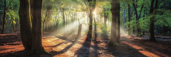 Martin Podt: Sun Rays In the Forest I by Martin Podt