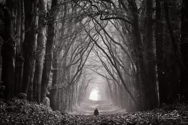 Martin Podt: In the Land of Gods and Monsters by Martin Podt