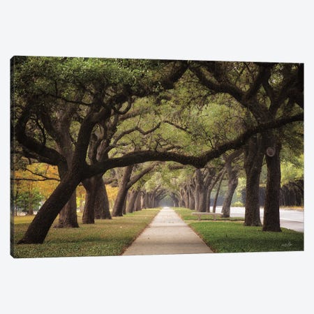 Alley Of Live Oaks Canvas Print #MPO211} by Martin Podt Canvas Art