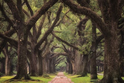 Lane Of Oaks by Martin Podt framed canvas print