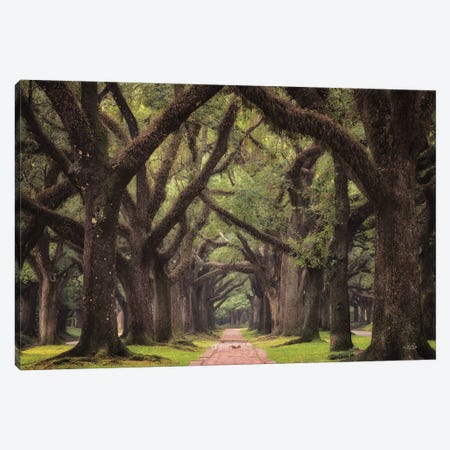 Lane Of Oaks Canvas Print #MPO213} by Martin Podt Canvas Artwork