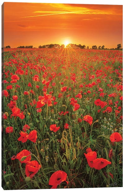 Poppies At Sunset Canvas Art Print - Country Scenic Photography