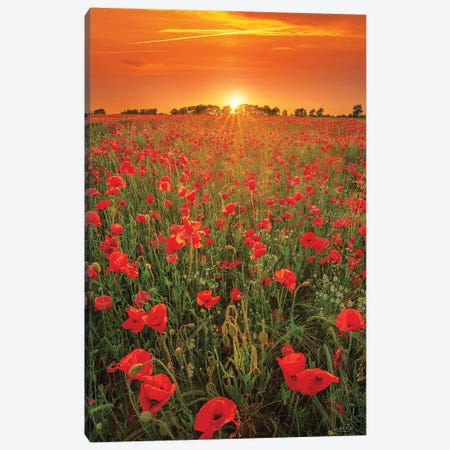 Poppies At Sunset Canvas Print #MPO217} by Martin Podt Art Print