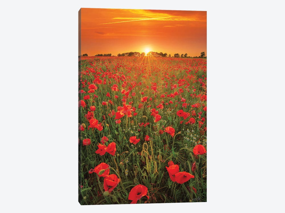 Poppies At Sunset by Martin Podt 1-piece Canvas Wall Art