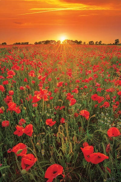 Poppies: Poppies At Sunset by Martin Podt