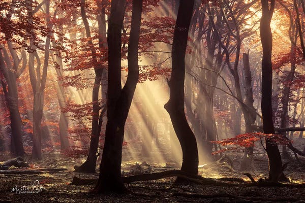 Martin Podt: It's Raining Sunrays by Martin Podt
