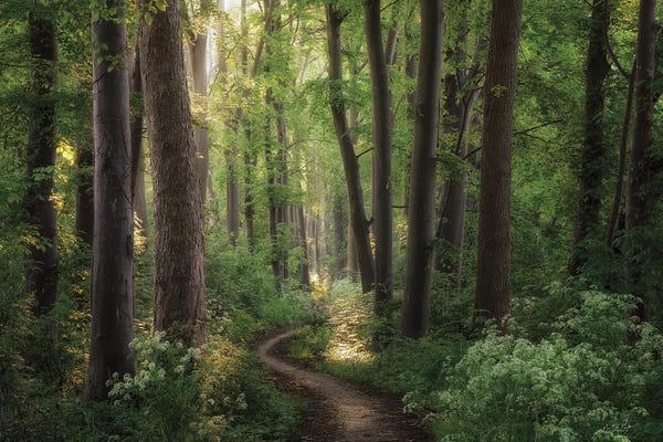Martin Podt: Spring Chaos by Martin Podt