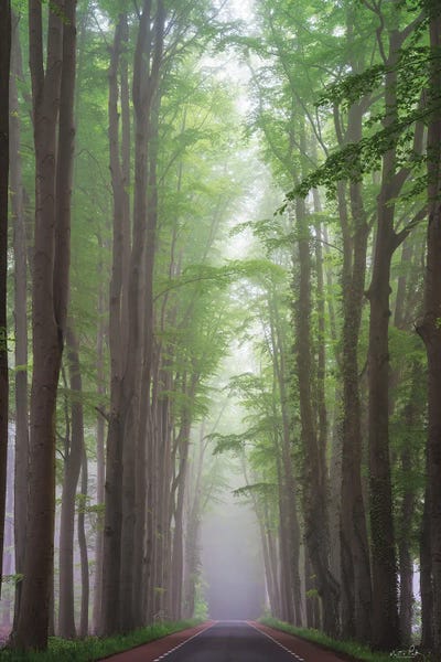 Martin Podt: Foggy Road by Martin Podt
