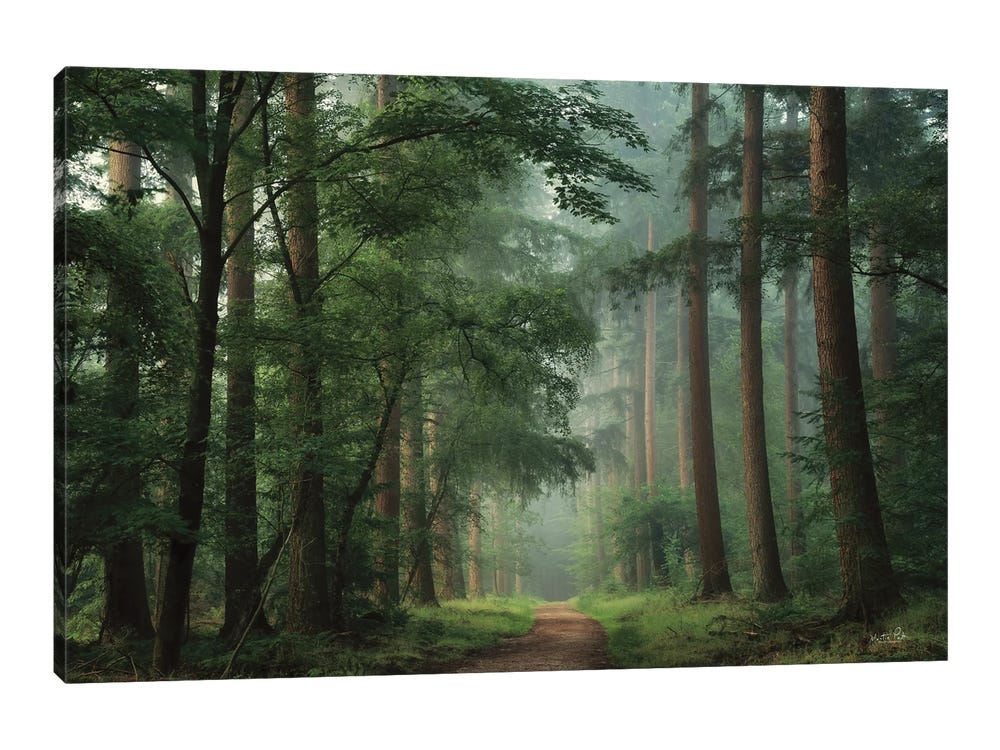 Moody Forest Still Life Fine Art, Trees in Dark Forest Print, Living Room  Still Life Photograph, Forest Image, Wall Decor