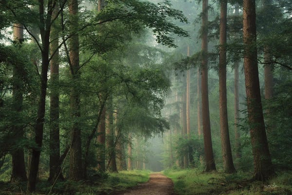 Martin Podt: Moody Green by Martin Podt