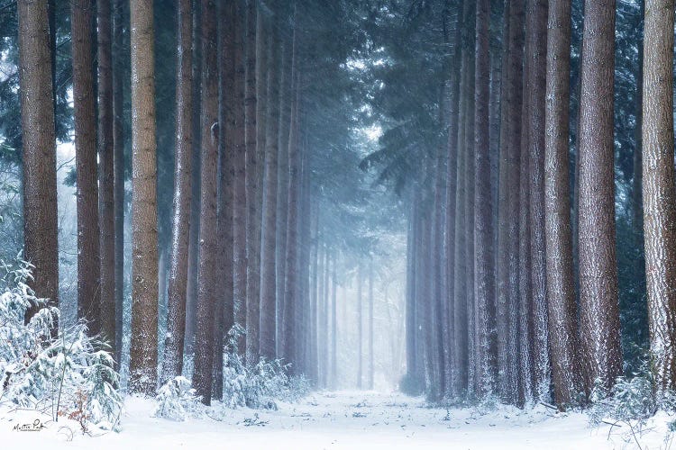 Polar Winter by Martin Podt wall art