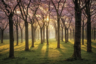 Cherry Trees In Morning Light I by Martin Podt framed canvas print
