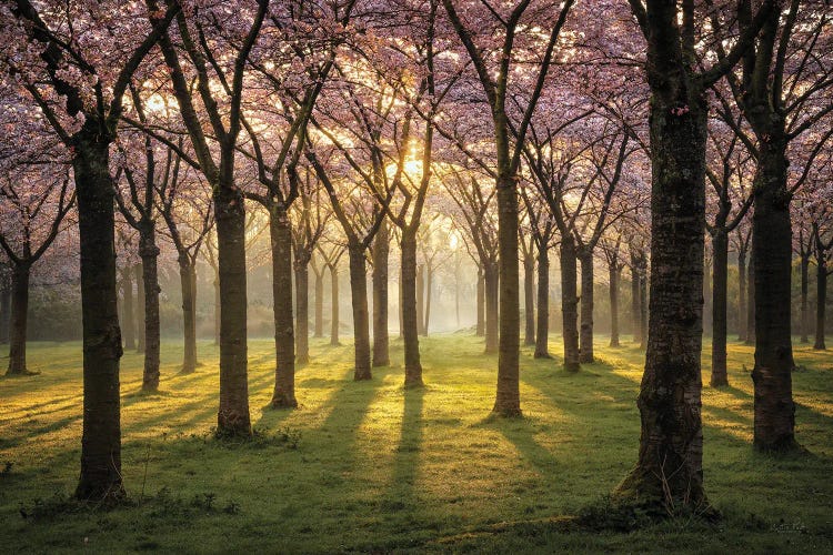 Cherry Trees In Morning Light I