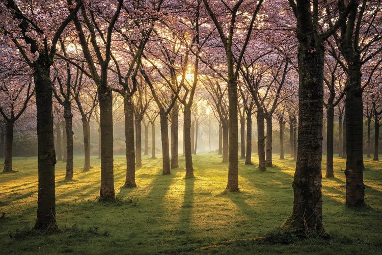 Cherry Trees In Morning Light I