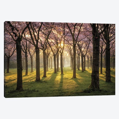 Cherry Trees In Morning Light I Canvas Print #MPO232} by Martin Podt Canvas Art
