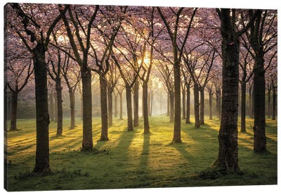 Cherry Trees In Morning Light I Canvas Art Print - Martin Podt