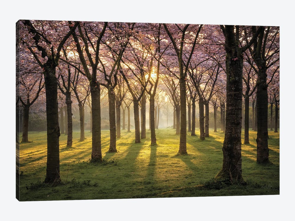 Cherry Trees In Morning Light I by Martin Podt 1-piece Canvas Print