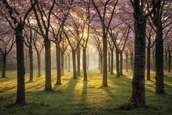 Martin Podt: Cherry Trees In Morning Light I by Martin Podt