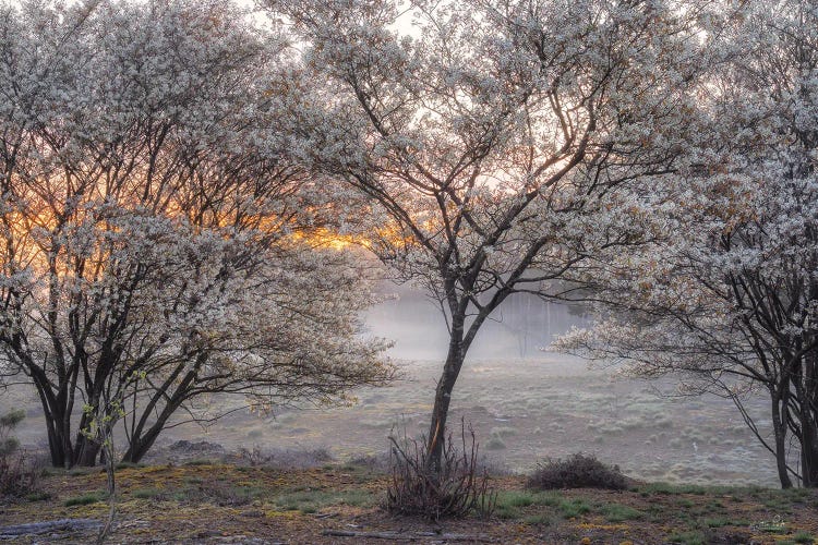 Spring Bushes