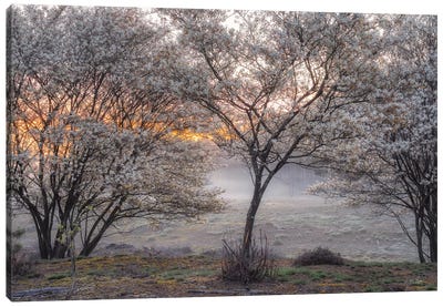 Spring Bushes Canvas Art Print - Martin Podt