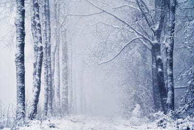 Alone In The World by Martin Podt framed canvas print