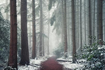 Red Carpet by Martin Podt framed canvas print